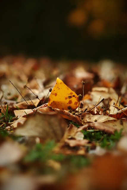 鼎联赛冠军 鼎联赛冠军