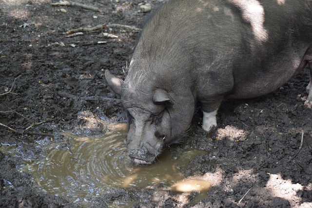特林普的精 特林普的精
